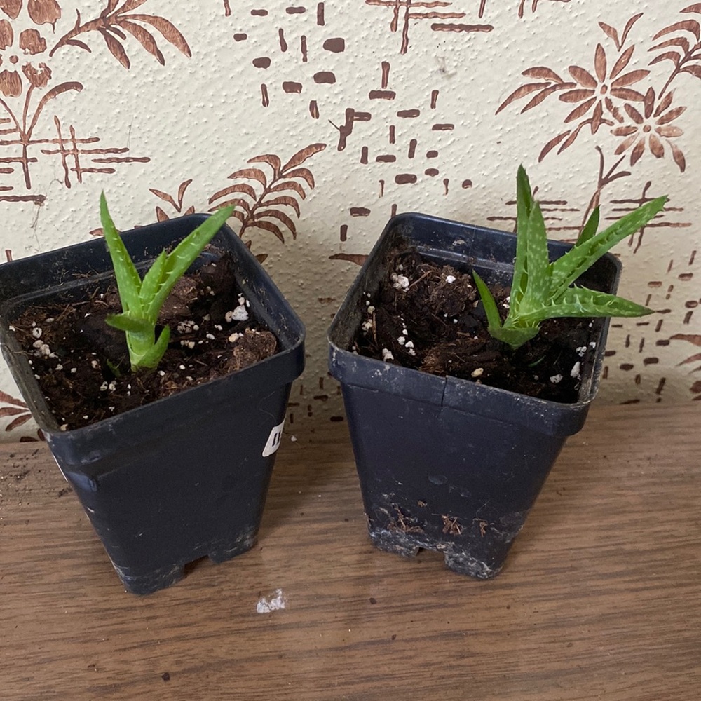 Spider aloe pups
